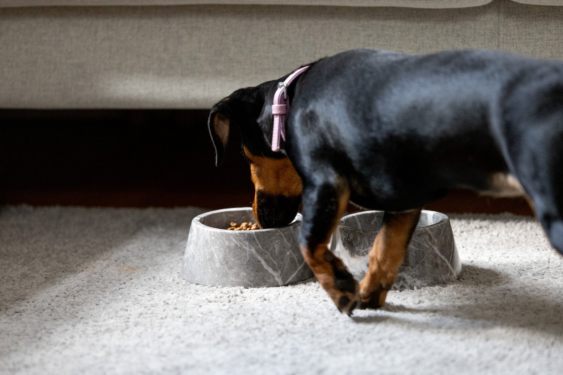 Authentische Ambiente-Aufnahme des kleinen grauen Marmor-Futternapfs von Marmonix, während ein Hund daraus frisst, um das edle Haustierzubehör im exklusiven täglichen Gebrauch zu zeigen.